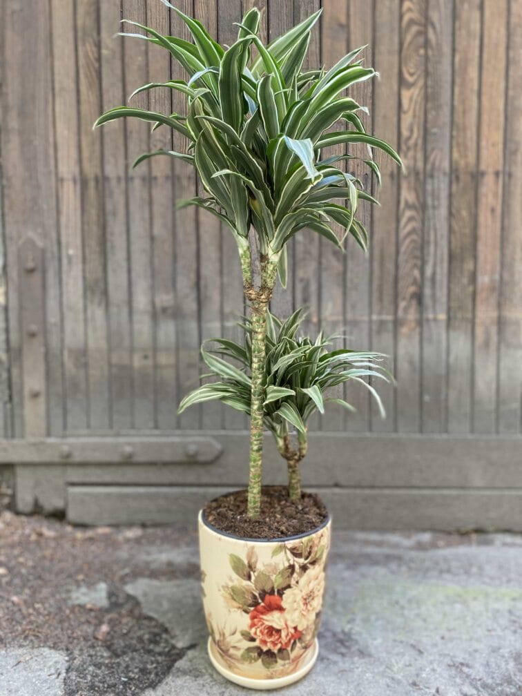 Zdjęcie Osłonka Hampshire 18x21 cm w kategorii doniczki, ujęcie 1