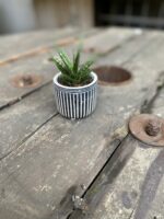 Zdjęcie Osłonka Indian 6x6 cm w kategorii doniczki, ujęcie 2