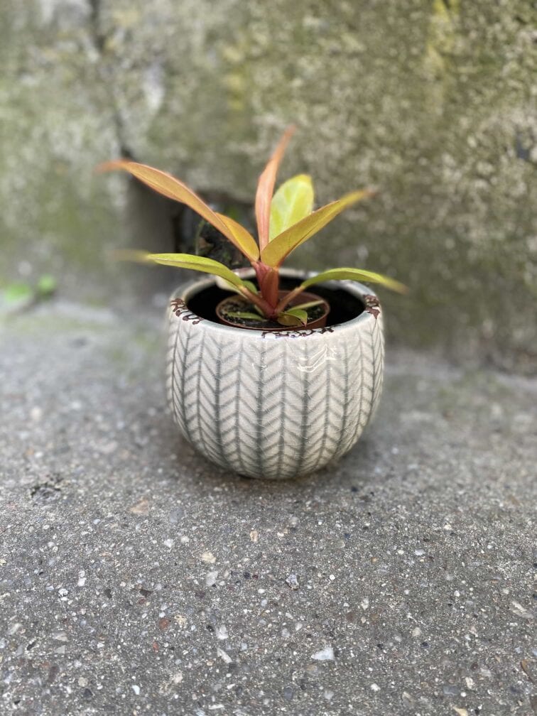 Zdjęcie Osłonka Mewa 9x9 cm w kategorii doniczki, ujęcie 1