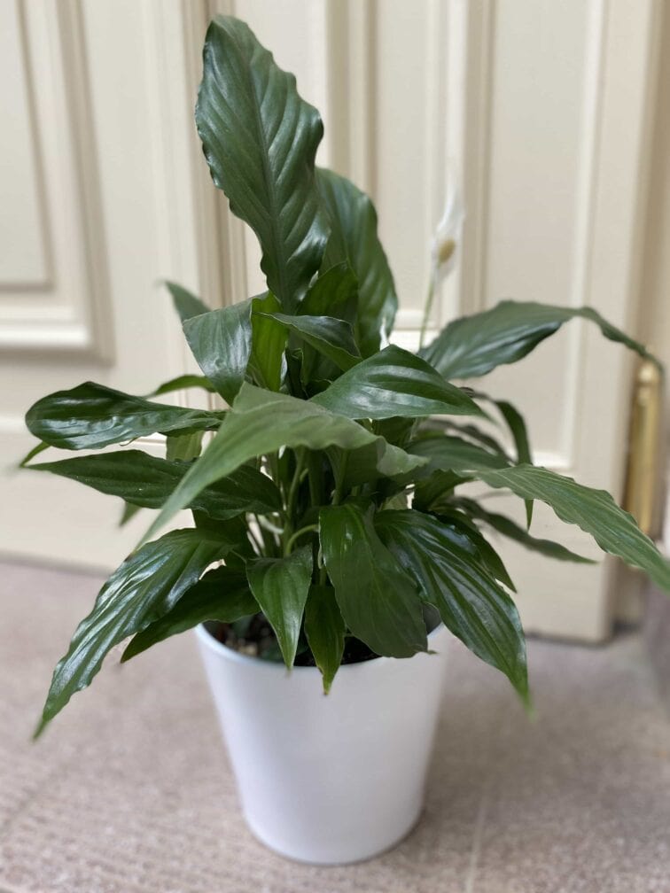 Zdjęcie Osłonka Śnieżny Podmuch 16x15 cm w kategorii doniczki, ujęcie 1