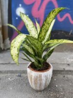 Zdjęcie Osłonka Snowman 16x18 cm w kategorii doniczki, ujęcie 2