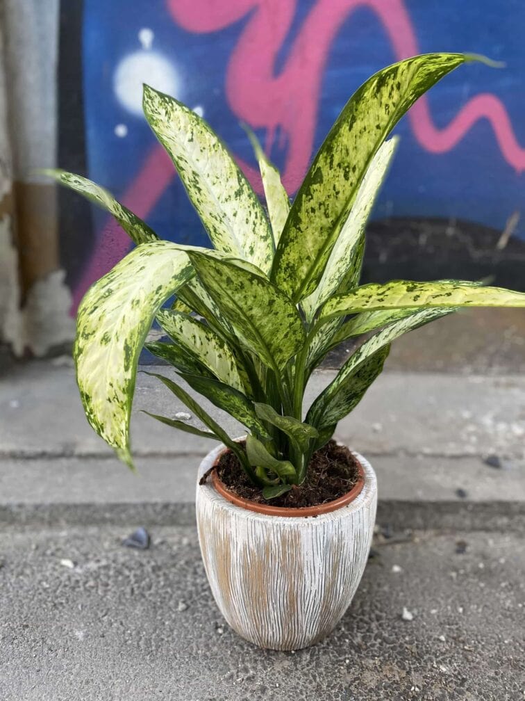 Zdjęcie Osłonka Snowman 16x18 cm w kategorii doniczki, ujęcie 2