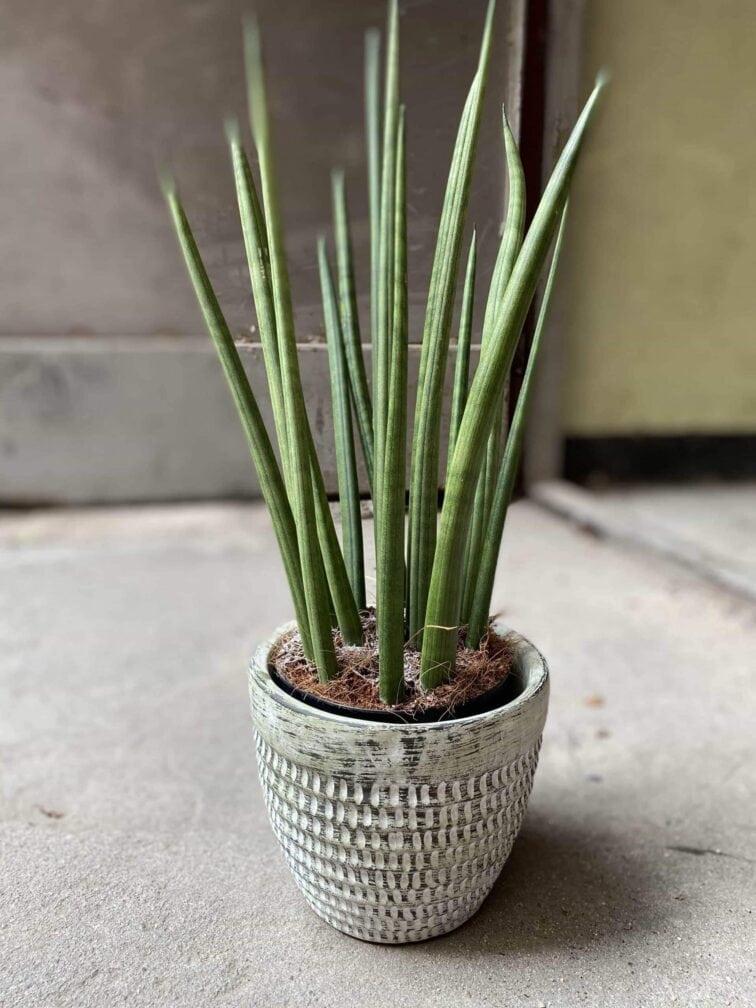 Zdjęcie Osłonka Stone Giant 12x12 cm w kategorii doniczki, ujęcie 2