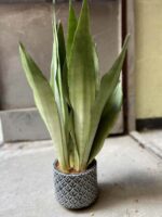 Zdjęcie Osłonka Szarotka 13x14 cm w kategorii doniczki, ujęcie 2