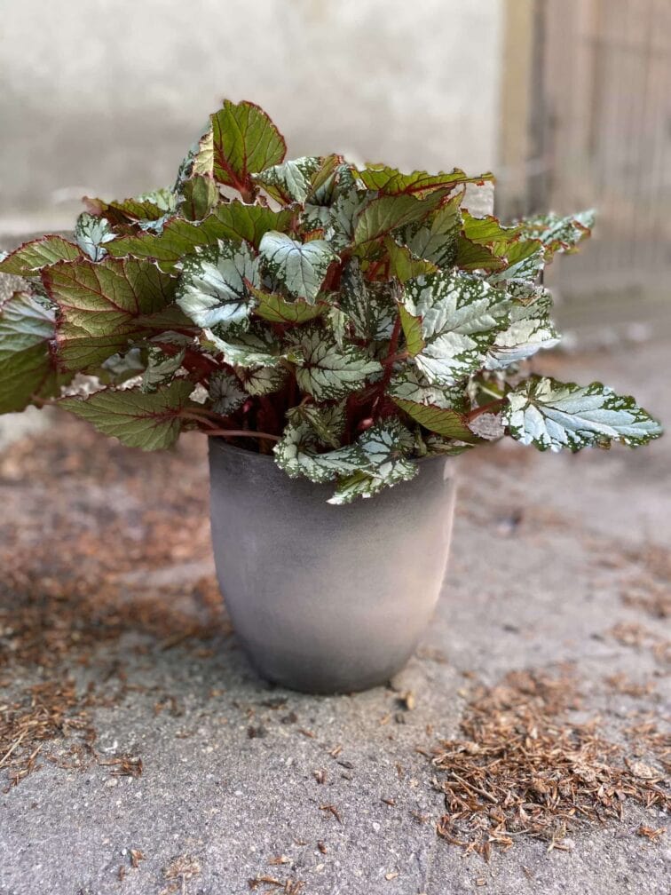 Zdjęcie Osłonka Zmierzch 17x18 cm w kategorii doniczki, ujęcie 2