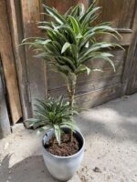 Zdjęcie Osłonka Zmierzch 21x23 cm w kategorii doniczki, ujęcie 2