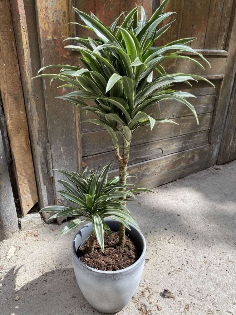 Zdjęcie Osłonka Zmierzch 21x23 cm w kategorii doniczki, ujęcie 2