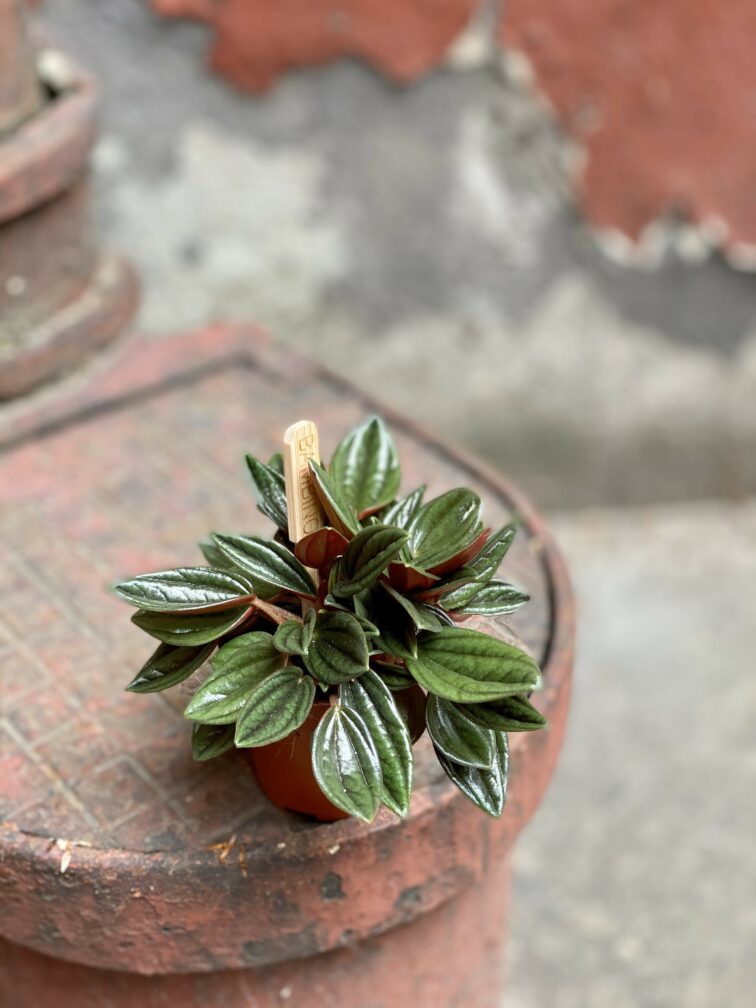 Zdjęcie Peperomia Rosso w kategorii rośliny, ujęcie 1
