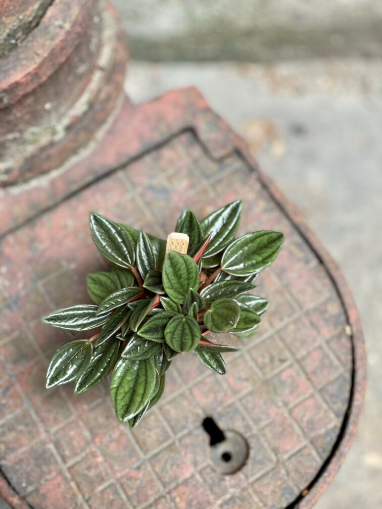Zdjęcie Peperomia Rosso w kategorii rośliny, ujęcie 3
