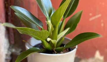 Zdjęcie Philodendron Fatboy Martianum w kategorii rośliny, ujęcie 1