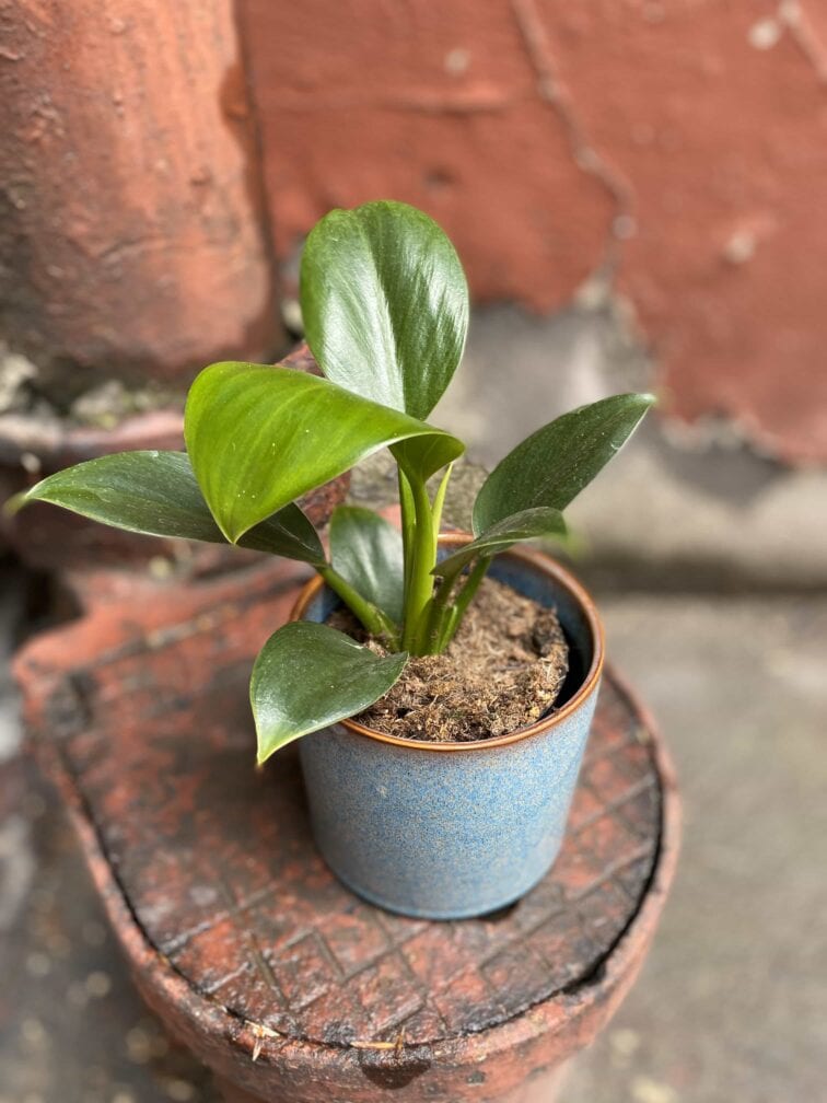 Zdjęcie Philodendron Green Princess w kategorii rośliny, ujęcie 1