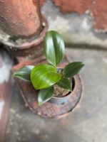 Zdjęcie Philodendron Green Princess w kategorii rośliny, ujęcie 2
