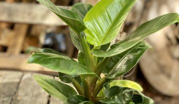 Zdjęcie Philodendron Imperial Green w kategorii rośliny, ujęcie 1