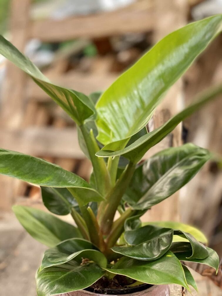 Zdjęcie Philodendron Imperial Green w kategorii rośliny, ujęcie 3
