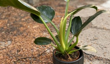 Zdjęcie Philodendron Millions w kategorii rośliny, ujęcie 1