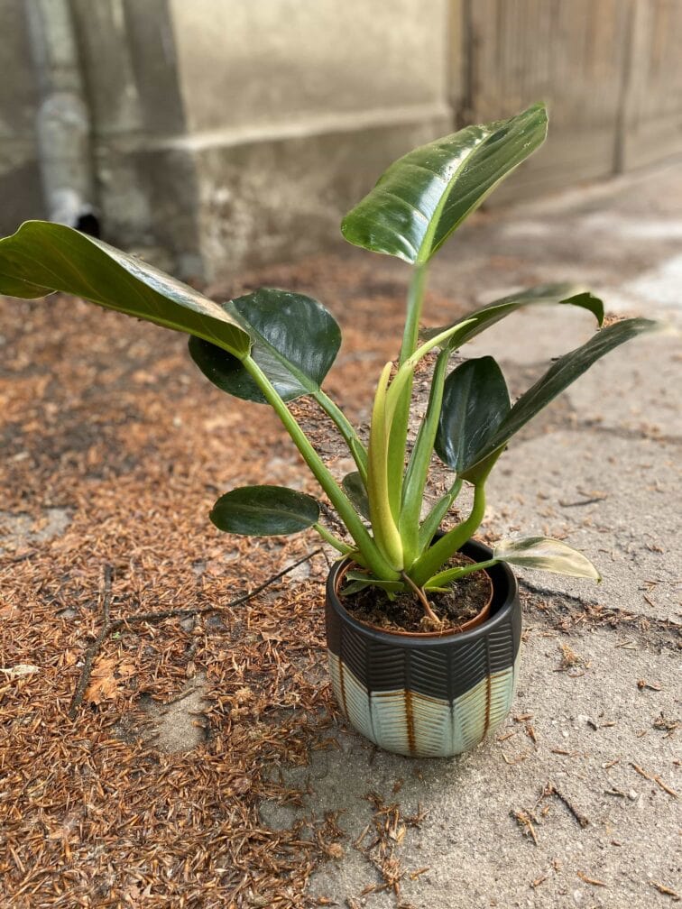Zdjęcie Philodendron Millions w kategorii rośliny, ujęcie 1