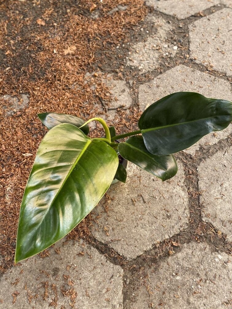 Zdjęcie Philodendron Millions w kategorii rośliny, ujęcie 3