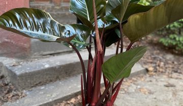 Zdjęcie Philodendron Red Beauty w kategorii rośliny, ujęcie 1