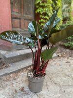 Zdjęcie Philodendron Red Beauty w kategorii rośliny, ujęcie 1