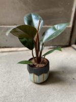 Zdjęcie Philodendron Rojo Congo w kategorii rośliny, ujęcie 1