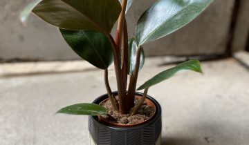 Zdjęcie Philodendron Rojo Congo w kategorii rośliny, ujęcie 1