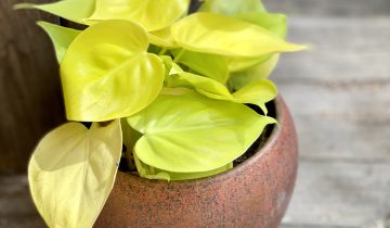 Zdjęcie Philodendron Scandens Lemon Lime w kategorii rośliny, ujęcie 1