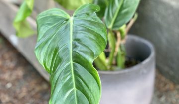 Zdjęcie Philodendron Subhastatum w kategorii rośliny, ujęcie 1