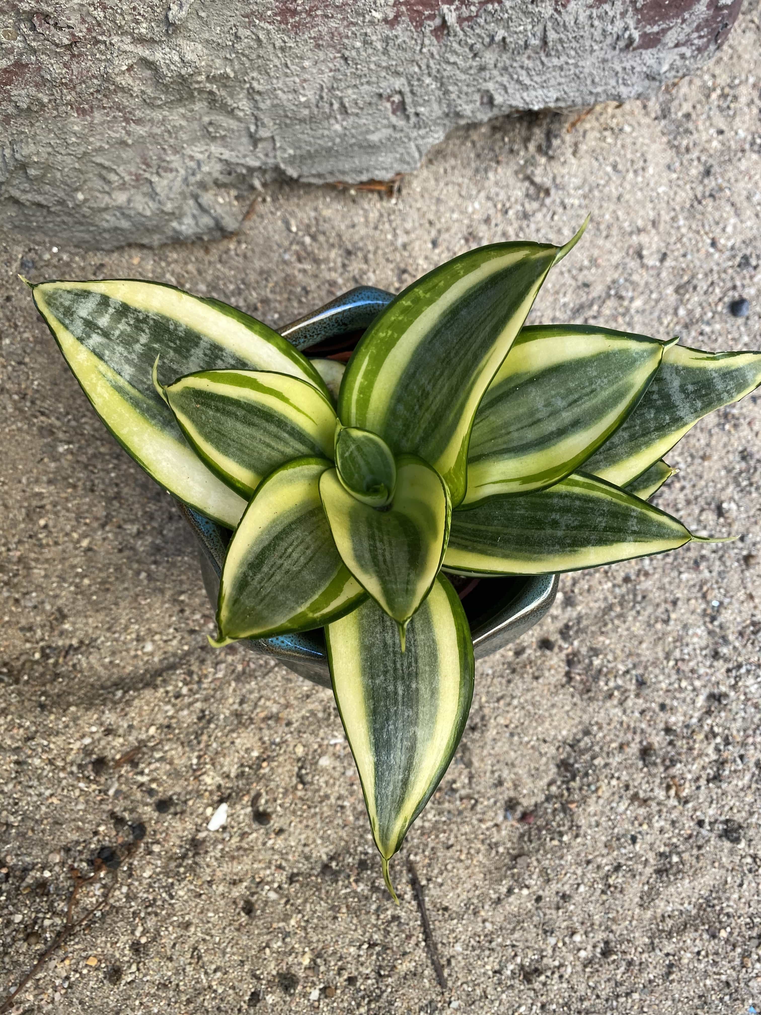 Sansevieria Golden Hahnii - Jungle Boogie