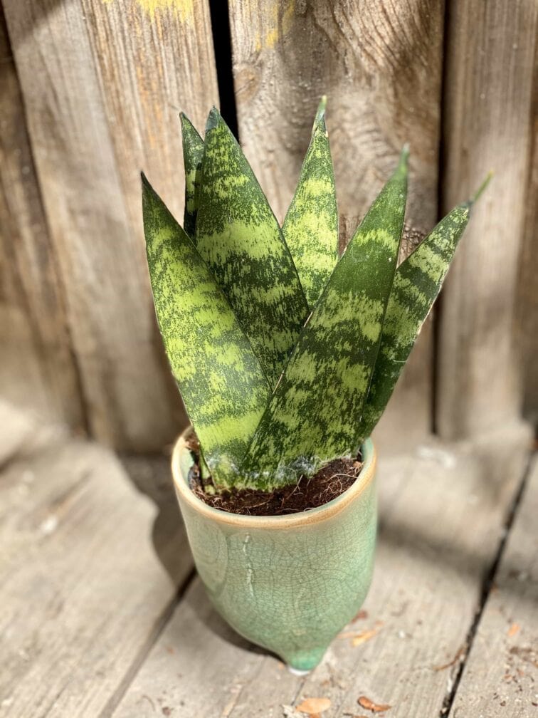 sansevieria-zeylanica-fan_5x12-0.jpg Zdjęcie Sansevieria Zeylanica Fan w kategorii rośliny, ujęcie 1