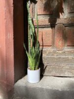 Zdjęcie Sansevieria Zeylanica w kategorii rośliny, ujęcie 1