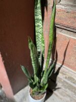 Zdjęcie Sansevieria Zeylanica w kategorii rośliny, ujęcie 2