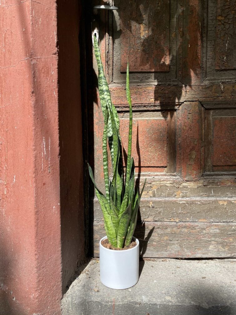 Zdjęcie Sansevieria Zeylanica w kategorii rośliny, ujęcie 3