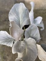 Zdjęcie Senecio Angel Wings w kategorii rośliny, ujęcie 3
