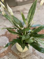 Zdjęcie Spathiphyllum Silver (Skrzydłokwiat) w kategorii rośliny, ujęcie 1