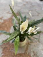 Zdjęcie Spathiphyllum Silver (Skrzydłokwiat) w kategorii rośliny, ujęcie 3