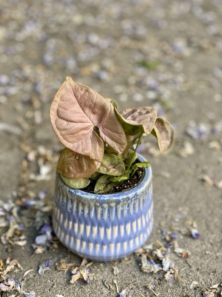 Zdjęcie Syngonium Neon Robusta w kategorii rośliny, ujęcie 1