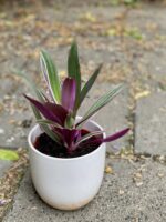 Zdjęcie Tradescantia Purple Flame (Trzykrotka ) w kategorii rośliny, ujęcie 1