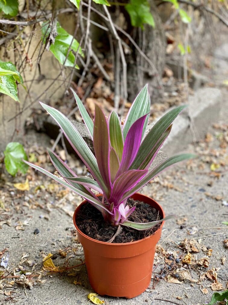 Zdjęcie Tradescantia Purple Flame (Trzykrotka ) w kategorii rośliny, ujęcie 2