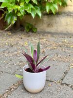 Zdjęcie Tradescantia Purple Flame (Trzykrotka ) w kategorii rośliny, ujęcie 3