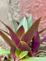 Zdjęcie Tradescantia Purple Passion (Trzykrotka ) w kategorii rośliny, ujęcie 3