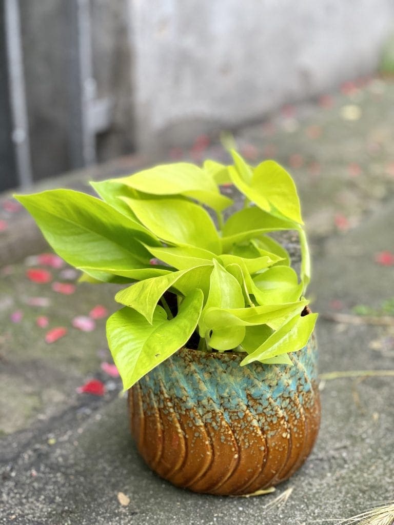 limonkowe epipremnum golden pothos