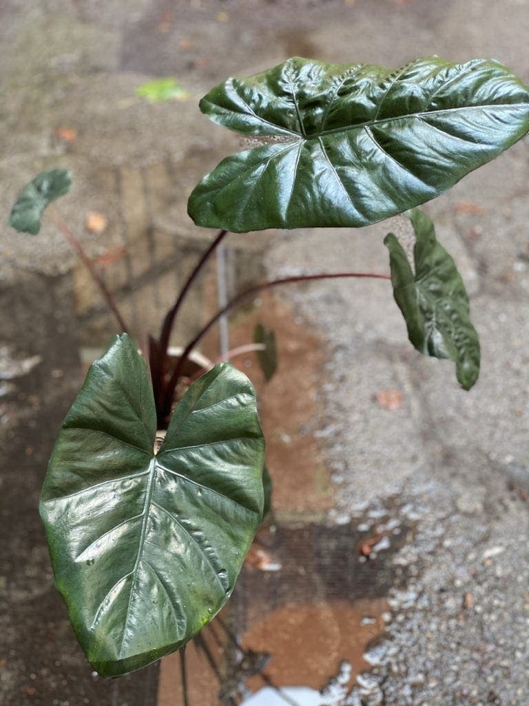 アロカシア ユカタンプリンセス オーレア 2025年最新】ユカタン