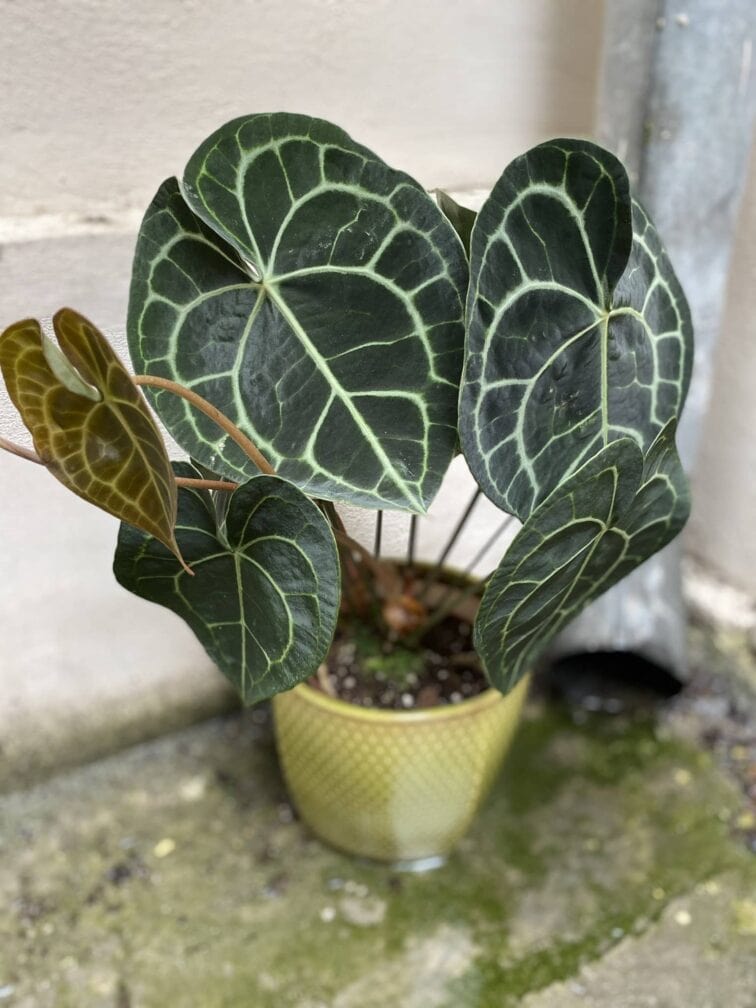 Zdjęcie Anthurium clarinervum w kategorii rośliny, ujęcie 1