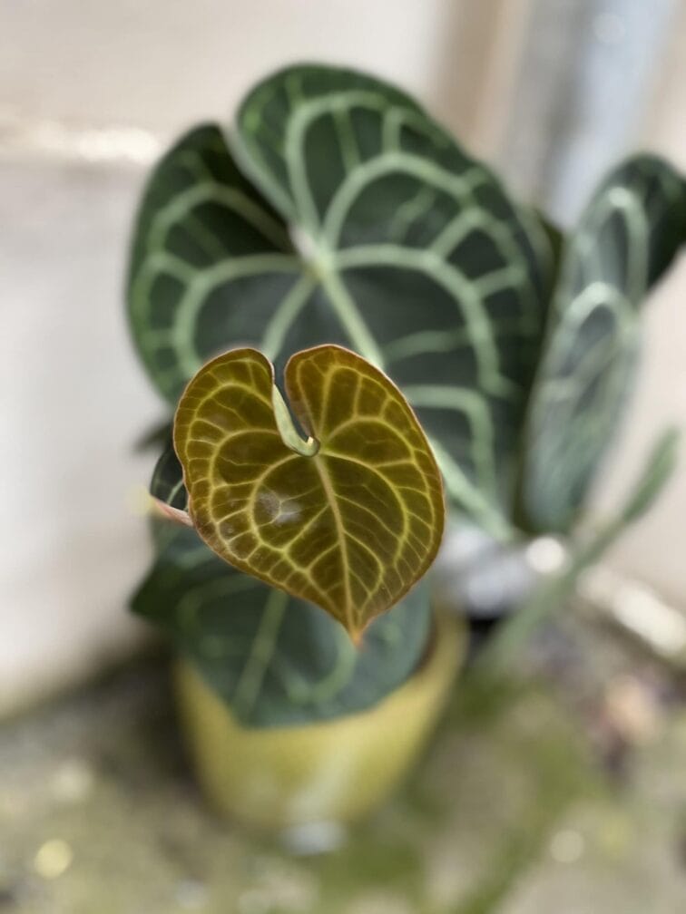 Zdjęcie Anthurium clarinervum w kategorii rośliny, ujęcie 2