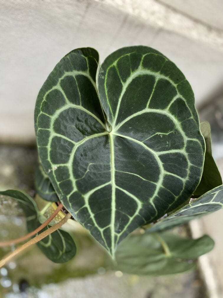 Zdjęcie Anthurium clarinervum w kategorii rośliny, ujęcie 3