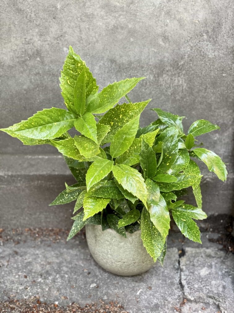 Zdjęcie Aucuba japonica variegata w kategorii rośliny, ujęcie 1