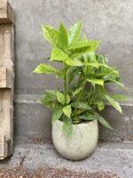 Zdjęcie Aucuba japonica variegata w kategorii rośliny, ujęcie 3