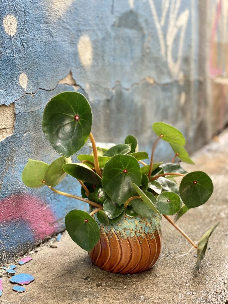 Zdjęcie Begonia concifolia w kategorii rośliny, ujęcie 1
