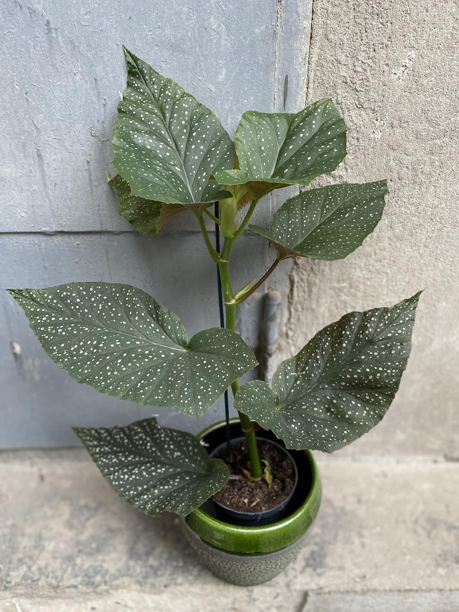 Begonia Corallina de Lucerna Jungle Boogie