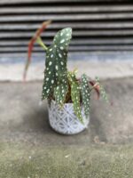 Zdjęcie Begonia Maculata w kategorii rośliny, ujęcie 1